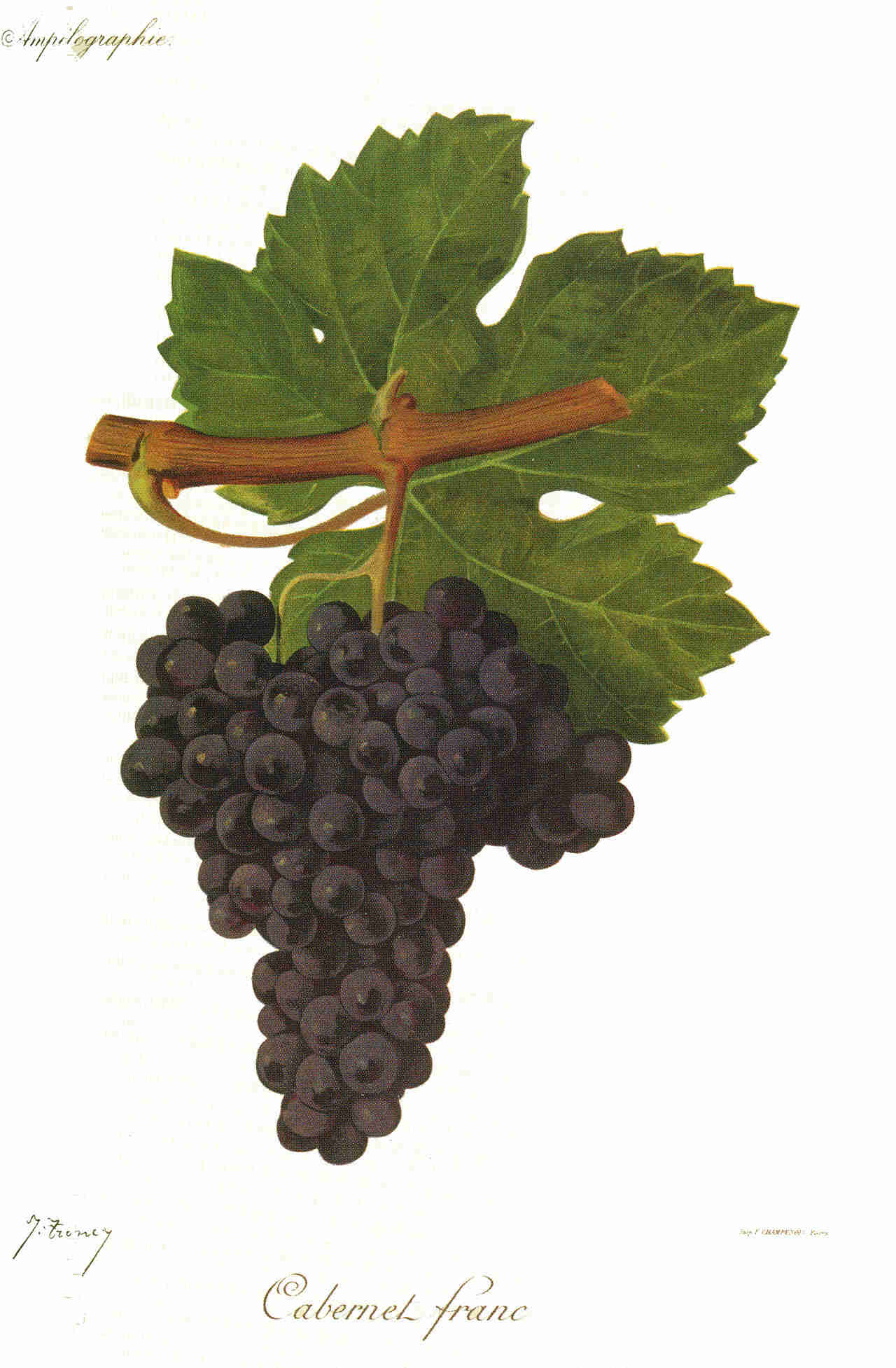 dessin du cépage cabernet franc, vinee