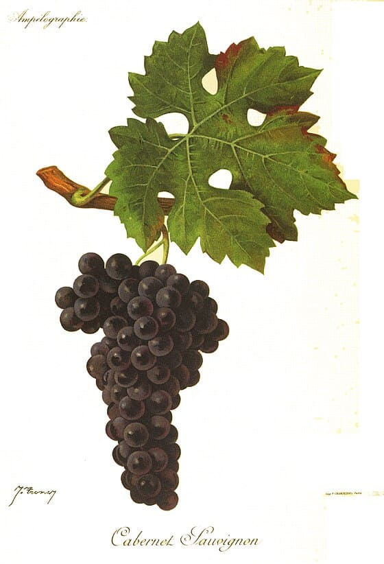 dessin du cépage cabernet sauvignon, vinee