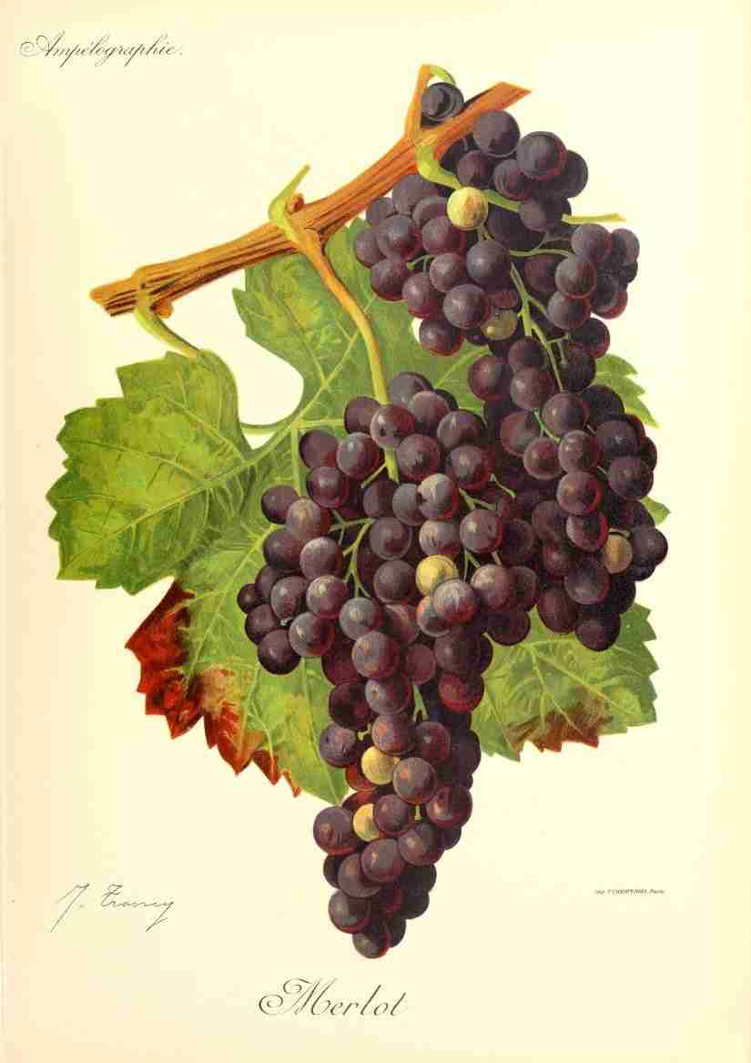 dessin du cépage merlot, vinee