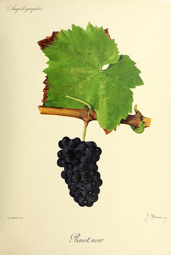 dessin du cépage pinot noir, vinee