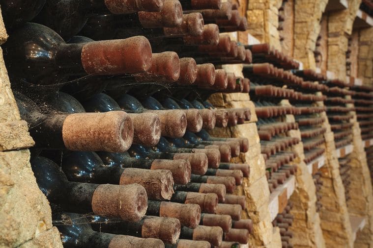 dessin du cépage cabernet franc, vinee
